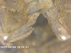 Cicadoidea