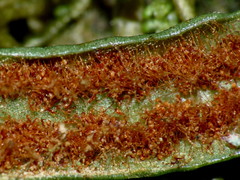 Notogrammitis patagonica