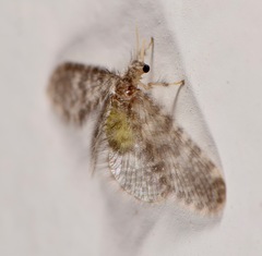 Nallachius pulchellus