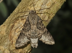 Cautethia spuria
