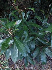 Pouteria salicifolia