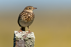 Anthus furcatus