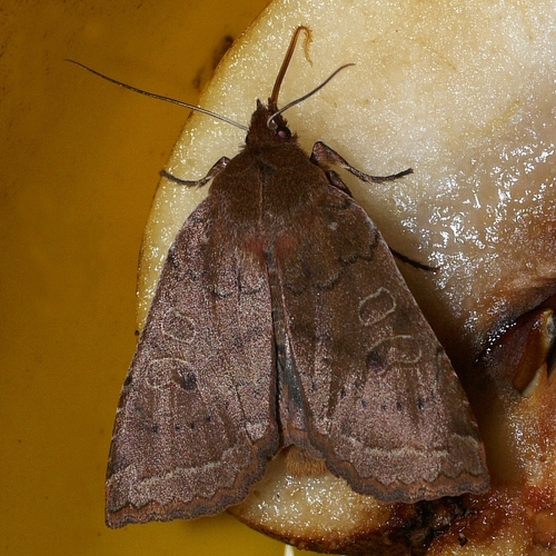 Sloping Sallow photo 5