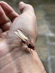 Atta laevigata