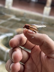 Atta laevigata