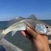 Silver Weakfish - Photo (c) Jacob Jones, some rights reserved (CC BY-NC), uploaded by Jacob Jones