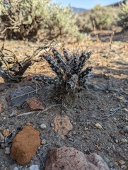 Micropuntia pulchella
