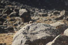 Ochetorhynchus andaecola