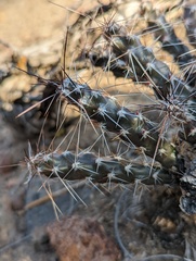 Micropuntia pulchella