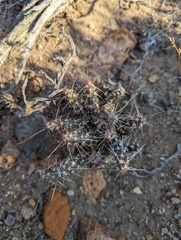Micropuntia pulchella