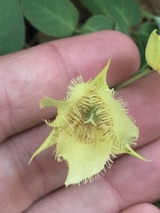 Calochortus amabilis × tolmiei