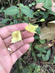 Calochortus amabilis × tolmiei