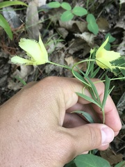 Calochortus amabilis × tolmiei