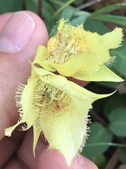 Calochortus amabilis × tolmiei