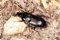 Pterostichus mutus