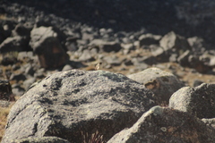 Ochetorhynchus andaecola