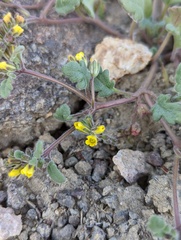 Phacelia monoensis