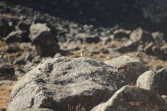 Ochetorhynchus andaecola