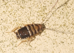 Euthlastoblatta abortiva