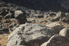 Ochetorhynchus andaecola