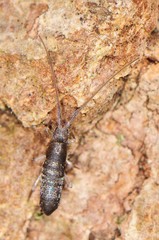 Pogonognathellus dubius