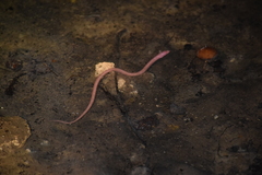 Ophisternon infernale