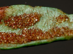 Notogrammitis patagonica