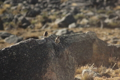 Furnariinae