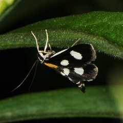 Anania funebris