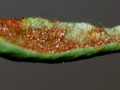 Notogrammitis patagonica