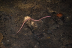 Ophisternon infernale