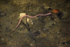 Ophisternon infernale