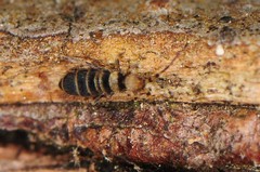 Orchesella hexfasciata