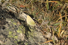 Colias euxanthe