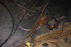 Ophisternon infernale