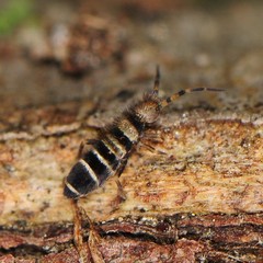 Orchesella hexfasciata