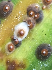 Chrysomphalus pinnulifer