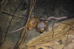 Ophisternon infernale