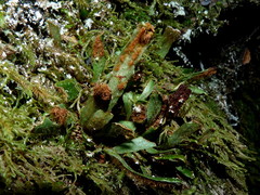 Notogrammitis patagonica