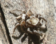 Habronattus clypeatus