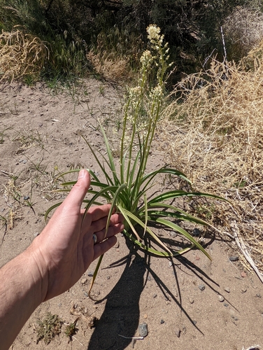 foothill deathcamas (Zigadenus paniculatus)