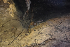 Ophisternon infernale