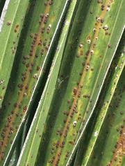 Chrysomphalus pinnulifer