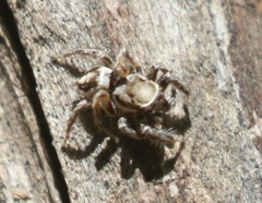 Habronattus clypeatus