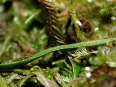 Notogrammitis patagonica