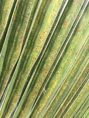 Chrysomphalus pinnulifer