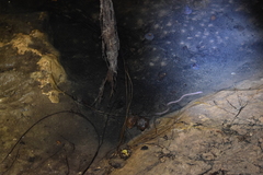 Ophisternon infernale