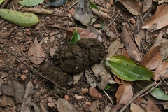 Alouatta guariba