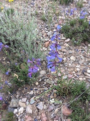 Penstemon rydbergii