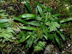 Notogrammitis patagonica